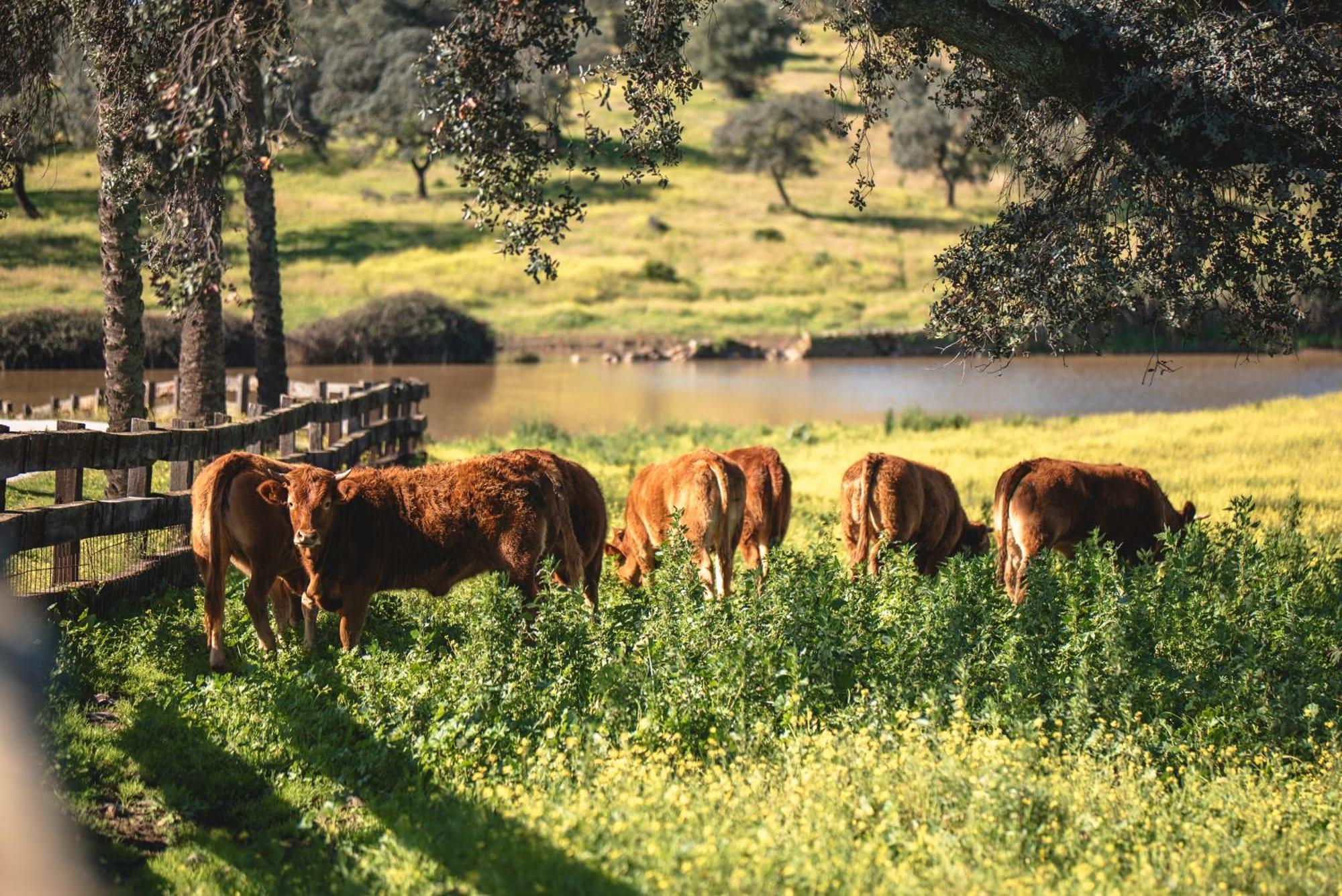 Alojamiento Rural Finca Barral El Garrobo Luaran gambar